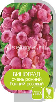 Виноград Ранний Розовый