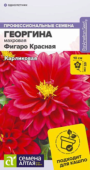 Цветы Георгина Фигаро Красная махровая/Сем Алт/цп 5 шт.