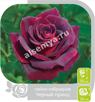 Роза Черный Принц