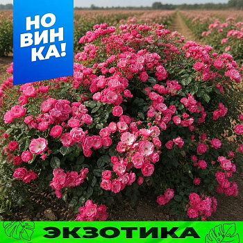 Роза Анжела/Сем Алт/1шт. в коробке