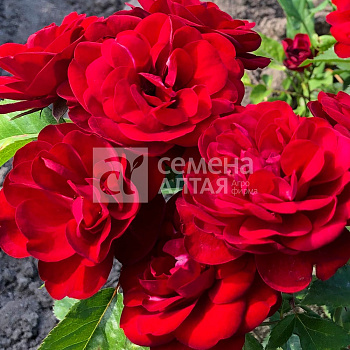 Роза Пандора/Сем Алт/1шт. в коробке