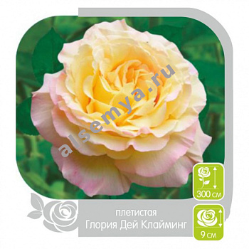 Роза Глория Дей Клайминг
