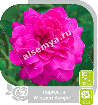 Роза Морден Аморетт