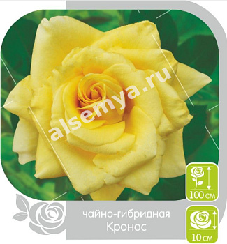 Роза Кронос