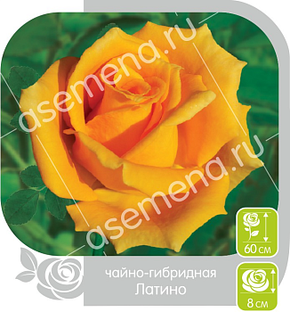 Роза Латино