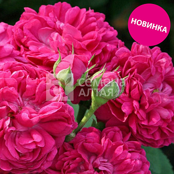 Роза Джинни/Канадская/Сем Алт/1шт. в коробке