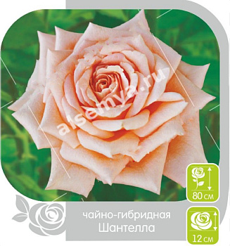Роза Шантелла