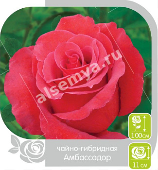 Роза Амбассадор
