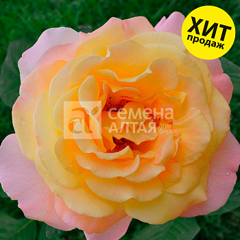 Роза Глория Дей/Сем Алт/1шт. в коробке