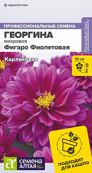 Цветы Георгина Фигаро Фиолетовая махровая/Сем Алт/цп 5 шт.