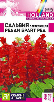 Цветы Сальвия Редди Брайт ред сверкающая/Сем Алт/цп 5 шт.