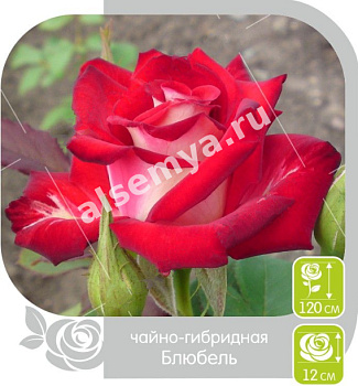 Роза Блюбель