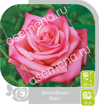 Роза Кисс
