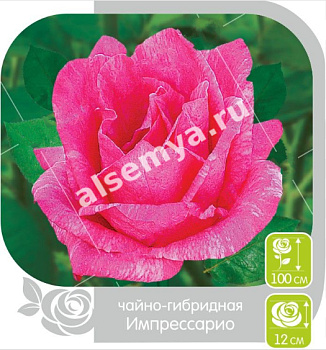 Роза Импрессарио
