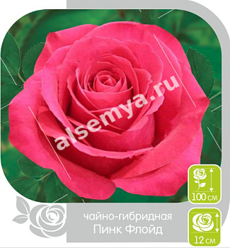 Роза Пинк Флойд