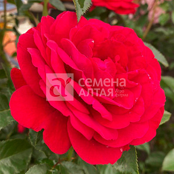 Роза Якудза/Сем Алт/1 шт. в коробке