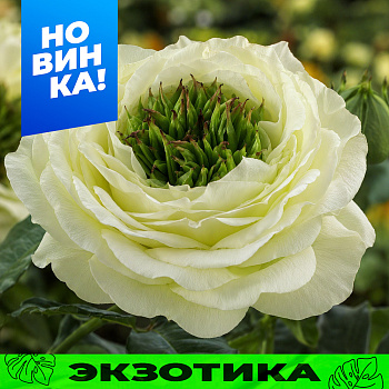 Роза Грин Ай/Сем Алт/1шт. в коробке