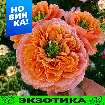 Роза Саут Парк/Сем Алт/1шт. в коробке