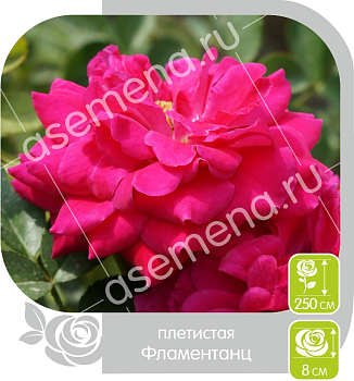 Роза Фламентанц