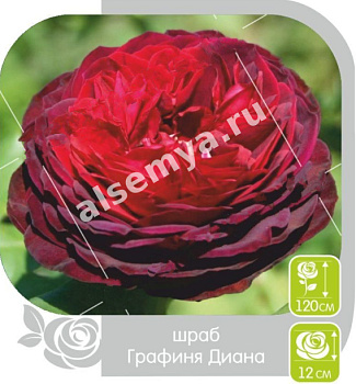 Роза Графиня Диана