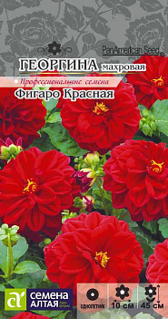 Цветы Георгина Фигаро Красная махровая/Сем Алт/цп 7 шт.