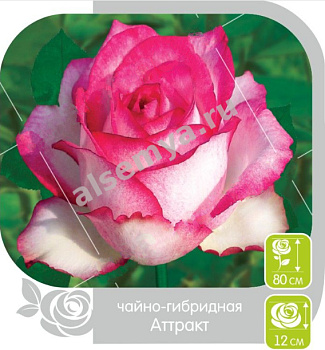 Роза Аттракт