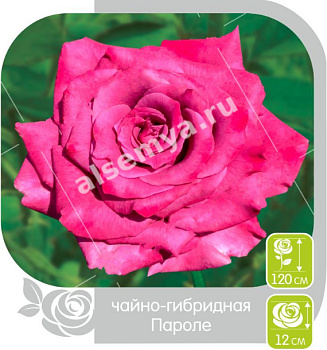 Роза Пароле
