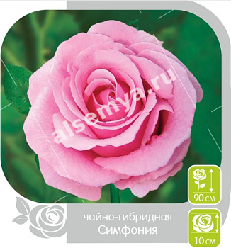 Роза Симфония