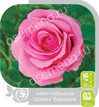 Роза Шокинг Версилия