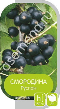 Смородина черная Руслан