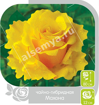 Роза Махона
