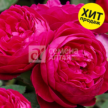 Роза Арома де ла рента/Премиум/Сем Алт/1шт. в коробке