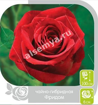 Роза Фридом