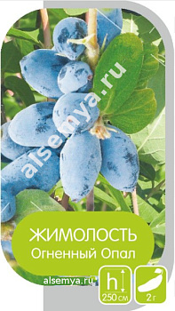 Жимолость Огненный Опал
