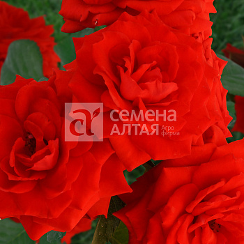 Роза Миджет/Сем Алт/1шт. в коробке