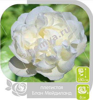 Роза Блан Мейдиланд