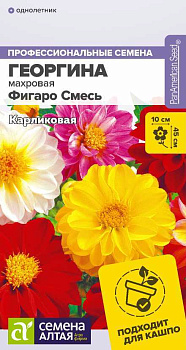 Цветы Георгина Фигаро Смесь махровая/Сем Алт/цп 5 шт.
