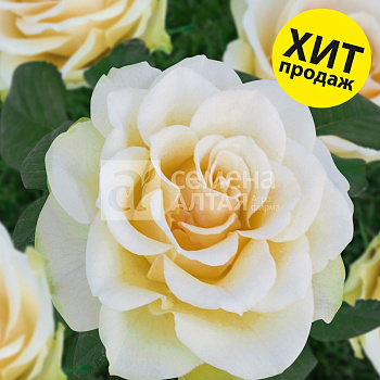 Роза Митен де Шери/Сем Алт/1шт. в коробке