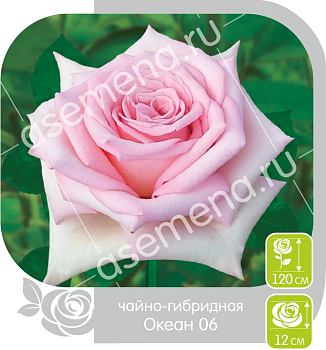 Роза Океан-06