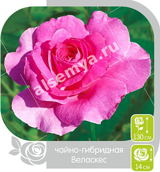 Роза Веласкес