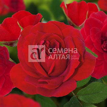Роза Персифона/Премиум/Сем Алт/1шт. в коробке