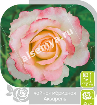 Роза Акварель