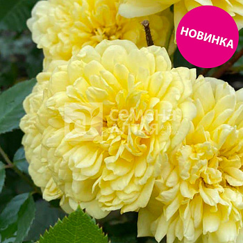 Роза Тефия/Премиум/Сем Алт/1шт. в коробке