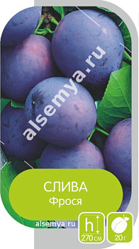 Слива Фрося