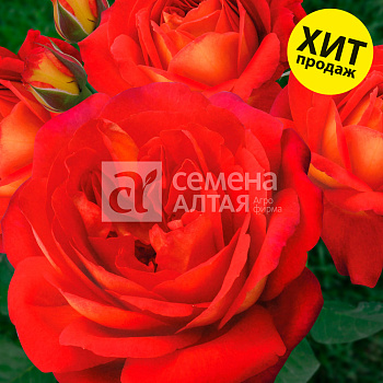 Роза Мид Саммер/Сем Алт/1шт. в коробке