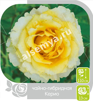 Роза Керио
