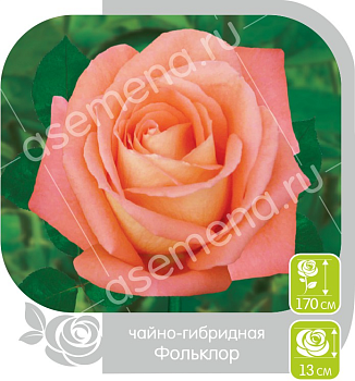 Роза Фольклор