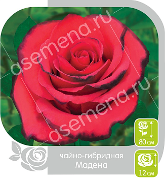 Роза Мадена