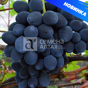 Виноград Сфинкс/Сем Алт/1шт. в коробке