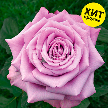 Роза Кул Ватер/Сем Алт/1шт. в коробке